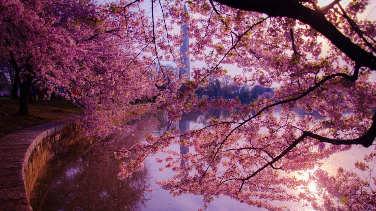 Cherry Blossom Japan